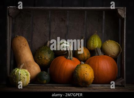 Kürbis. Verschiedene Kürbissorten auf hölzernem Hintergrund Stockfoto