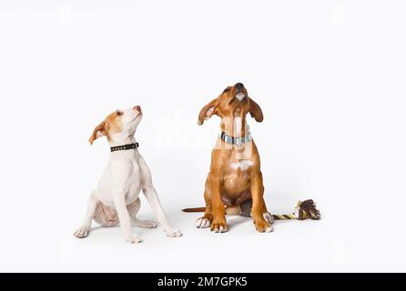 Zwei kleine Hunde, die auf ihre Belohnung warteten, nachdem man ihnen gesagt hatte, isoliert auf weißem Hintergrund zu sitzen. Stockfoto