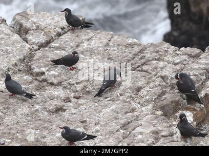 Inka terns (Larosterna inca) auf einem Felsvorsprung. Miraflores, Lima, Peru. Stockfoto