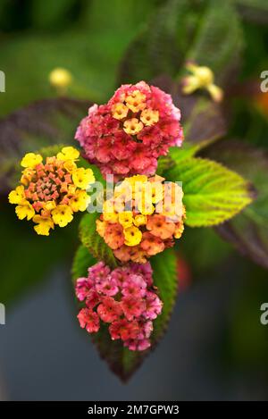 Spanische Flagge (Lantana camara), Bayern, Deutschland, Europa Stockfoto