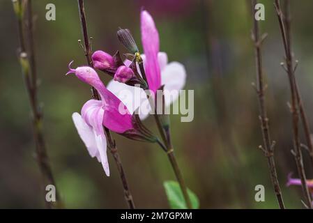 Blüten von Ananassalbei (Salvia elegans), Bayern, Deutschland Stockfoto