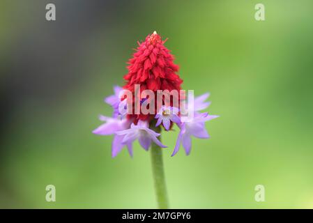 Orchid Primel (Primula vialii), Bayern, Deutschland Stockfoto