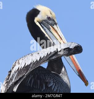 Ein peruanischer Pelikan (Pelecanus thagus)-Präening. Ballestas-Inseln. Paracas, Peru. Stockfoto