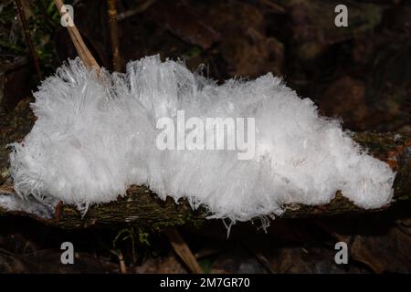 Haare Eisfrucht Körper weiß wellige Eisnadeln auf dem Ast Stockfoto