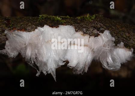 Haare Eisfrucht Körper weiß wellige Eisnadeln auf dem Ast Stockfoto