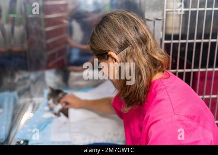 Tierklinik, Tierarzt, der nach der Operation eine Katze im Käfig streichelt Stockfoto