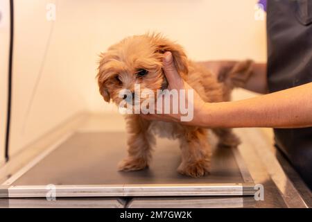 Tierklinik, Tierarzt bei Röntgenaufnahmen an einem Hund Stockfoto