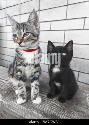 Eine wunderschöne graue Tabby-Katze mit rotem Kragen sitzt an einer Backsteinwand, ein süßes schwarzes Kätzchen mit einem weißen Fleck auf der Brust befindet sich in der Nähe. Stockfoto