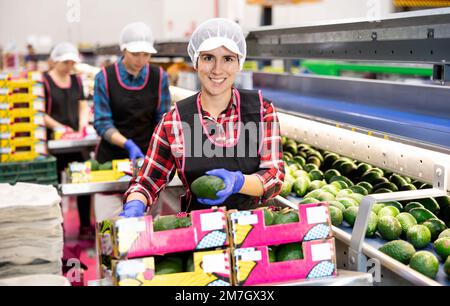 Lächelnde hispanische Frau, die ausgewählte Avocados in Kisten arrangiert Stockfoto