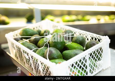 Avocado aus frischem Obst in Kisten nach dem Verpacken, Lager in der Mangofabrik Stockfoto