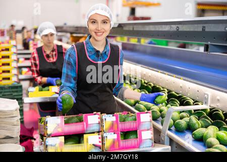 Fröhliche Arbeitsfrau, die ausgewählte Avocados in Kisten in einer Obstfabrik anbietet Stockfoto