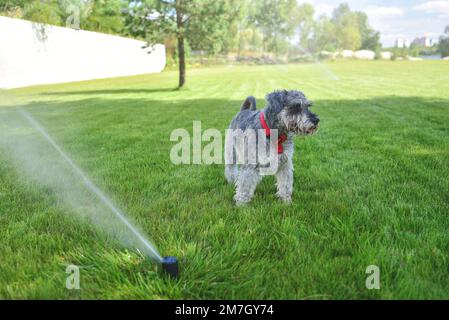 Nass glücklich Haustier Schnauzer Hund Welpe spielt mit Wasser, trinken aus Sprinkler in einem heißen Sommertag Stockfoto