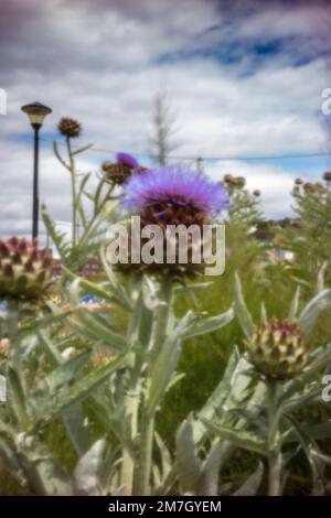 Herrschaftlicher Cardoon, Cynara Cardunculus, Artischockendistel, in guter Sonne. Natürliches, farbenfrohes Porträt mit Gartenblumen aus der Nähe Stockfoto