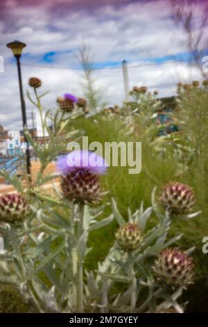 Herrschaftlicher Cardoon, Cynara Cardunculus, Artischockendistel, in guter Sonne. Natürliches, farbenfrohes Porträt mit Gartenblumen aus der Nähe Stockfoto