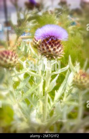 Herrschaftlicher Cardoon, Cynara Cardunculus, Artischockendistel, in guter Sonne. Natürliches, farbenfrohes Porträt mit Gartenblumen aus der Nähe Stockfoto