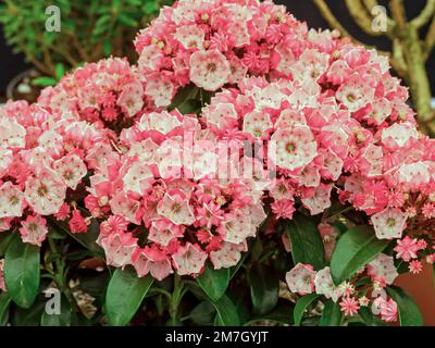 Nahaufnahme der Gebirgslaurelblüten, Kalmia latifolia Stockfoto