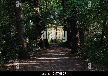 An einem heißen Sommertag spazieren ein Paar im Schatten der Bäume, die an einen Pfad im Wanstead Park, London, Grenzen, und nutzen die Kühle. Stockfoto