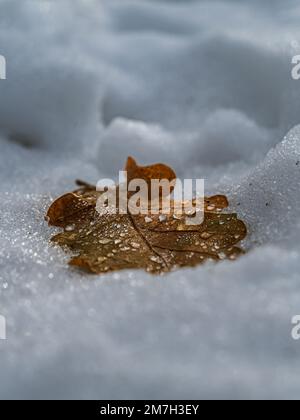 Heruntergefallenes braunes Eichenblatt auf dem Schneegrund mit Wassertropfen in der Wintermakroregion Stockfoto