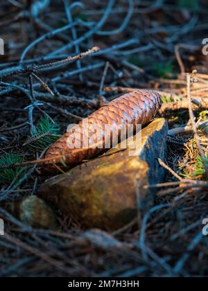 Kiefernkonus auf dem Waldboden in goldenem Sonnenlicht auf einem Felsen zwischen Nadeln und Ästen Stockfoto