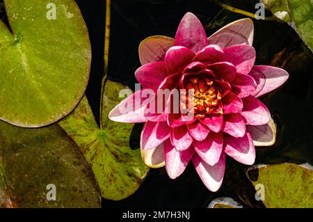 Rosa und Rote Wasserlilie in voller Blüte auf einem dunklen Teich. Stockfoto