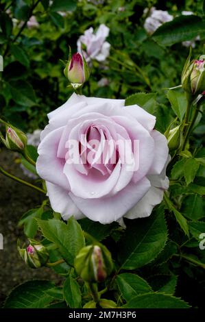 Purple Rose in voller Pracht in den Cantigny Gardens in Illinois. Stockfoto