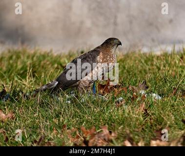 Eine Nahaufnahme eines Cooper's Hawk auf dem Boden, der wie ein Blue Jay isst. Stockfoto