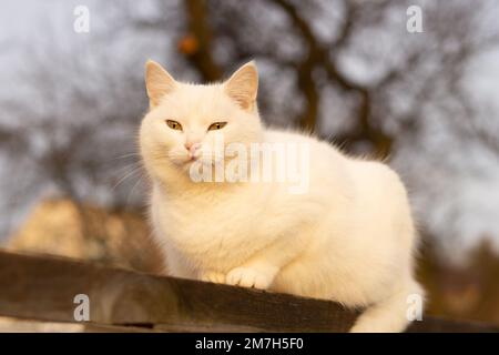 Weiße Katze mit gelben Augen, die auf dem Holzbrett sitzt Stockfoto