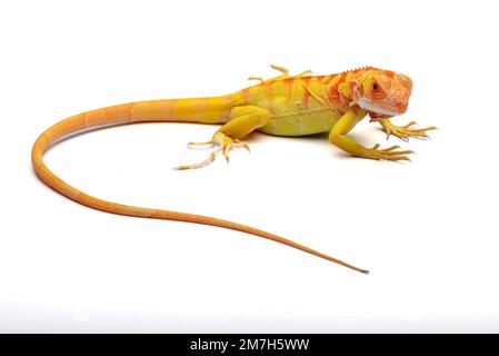 Gelber Albino-Leguan auf weißem Hintergrund Stockfoto