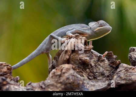 Nahaufnahme eines babyverhüllten Chamäleons Stockfoto