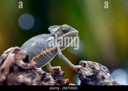 Nahaufnahme eines babyverhüllten Chamäleons Stockfoto