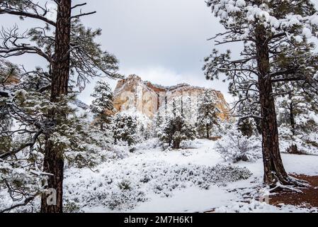 Schneefall im Winter im Zions-Nationalpark, Utah, USA. Dieser herrliche Park verwandelt sich nach einem schweren Sturm in ein Winterwunderland. Stockfoto