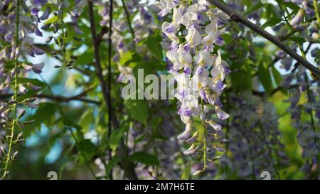 Japanische Wisteria blüht im Frühling. Grones von lila Wisteria-Blüten in Nahaufnahme auf grünem Laubhintergrund. Frühlingsblüte im Garten. Stockfoto