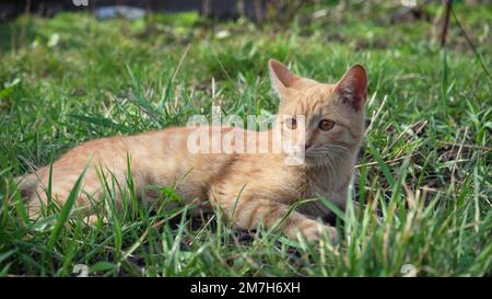 Junge Ingwerkatze liegt draußen in der Frühlingssonne auf dem Rasen. Nahaufnahme des Maulkörpers einer Katze. Ein Haustier, das sich in der Natur ruht. Stockfoto
