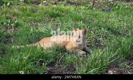 Junge Ingwerkatze liegt draußen in der Frühlingssonne auf dem Rasen. Nahaufnahme des Maulkörpers einer Katze. Ein Haustier, das sich in der Natur ruht. Stockfoto