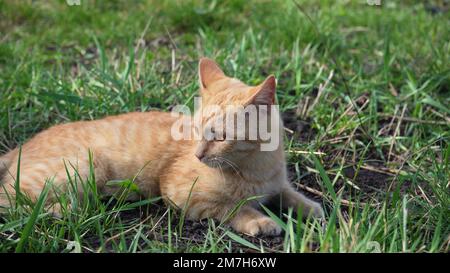 Junge Ingwerkatze liegt draußen in der Frühlingssonne auf dem Rasen. Nahaufnahme des Maulkörpers einer Katze. Ein Haustier, das sich in der Natur ruht. Stockfoto