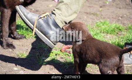 Der braune labrador-Welpe spielt auf dem Boden. Im Frühling treiben sich Haustiere im Freien herum. Junger Hund knabbert an der Hose eines Mannes. Stockfoto