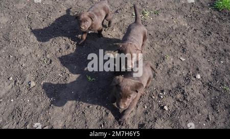 Drei braune labrador-Welpen spielen auf dem Boden. Im Frühling treiben sich Haustiere im Freien herum. Junge Hunde laufen zusammen im Rahmen. Stockfoto
