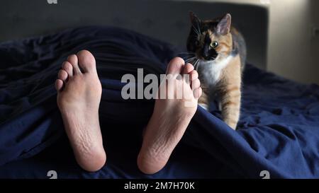 4K die Katze in drei Anzügen bereitet einen Platz zum Schlafen im Bett neben den Füßen des Besitzers vor. Nahaufnahme, Makrovideo. Das Katzenschlafkonzept Stockfoto