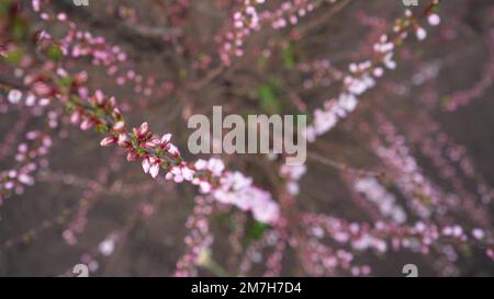 Kirschblütenäste schließen sich. Blühende rosa-weiße Blüten von Knospen auf den Zweigen eines Obstbaums im Frühling. Stockfoto