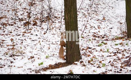 4K Zeitlupenaufnahmen eines Eichhörnchens, das aus nächster Nähe im Schnee von Montreal Essen isst. Stockfoto
