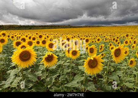 Sonnenblumenfelder und Sonnenblumen bei Sonnenuntergang, Norfolk, East Anglia, Großbritannien Stockfoto