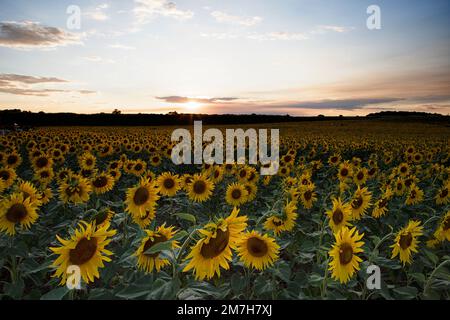 Sonnenblumenfelder und Sonnenblumen bei Sonnenuntergang, Norfolk, East Anglia, Großbritannien Stockfoto