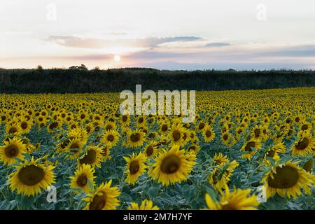 Sonnenblumenfelder und Sonnenblumen bei Sonnenuntergang, Norfolk, East Anglia, Großbritannien Stockfoto