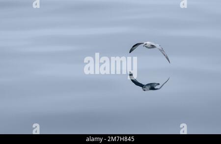 Ein nördliches oder arktisches Fulmar, das über den glatten Arktischen Ozean nördlich der Inselgruppe Svalbard, Norwegen, gleitet und sich in einem Spiegel spiegelt Stockfoto