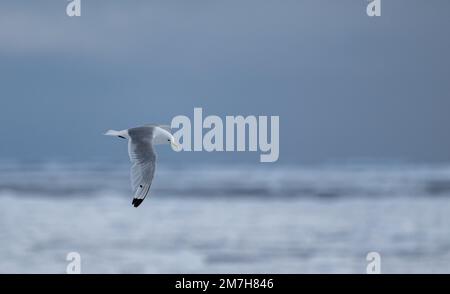 Schwarzbein-Kittiwake (Rissa tridactyla) über den Arktischen Ozean und Eisschollen nördlich der Inselgruppe Svalbard, Norwegen Stockfoto