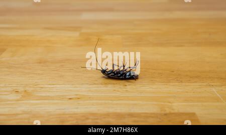 Tote Kakerlake auf dem Parkettboden. Hausschabe, Insekten und Schädlingsbekämpfung. Stockfoto