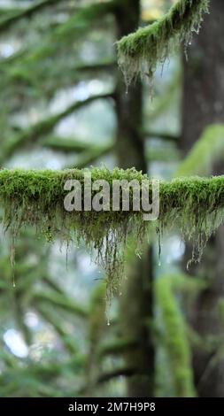 Nahaufnahme einer mit Moos bedeckten Zweigstelle im Golden Ears Provincial Park in Maple Ridge, British Columbia, Kanada Stockfoto