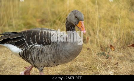 Gänse. Zucht- und Zuchtgänse. Graugänse gehen Grasgrasen und fressen Gras. Hausgeflügel. Nutzvögel. Geflügel züchten Stockfoto