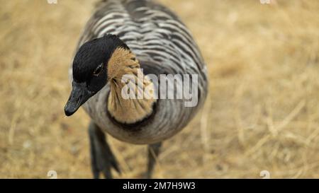 Gans-Nahaufnahme. Zucht und Zucht von Zuchtgänsen. Graugänse gehen Grasgrasen und fressen Gras. Hausgeflügel. Nutzvögel. Geflügel züchten Stockfoto