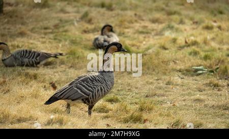 Vogelgänse. Zucht- und Zuchtgänse. Gray Gänse Walk grasen. Geflügel züchten Stockfoto